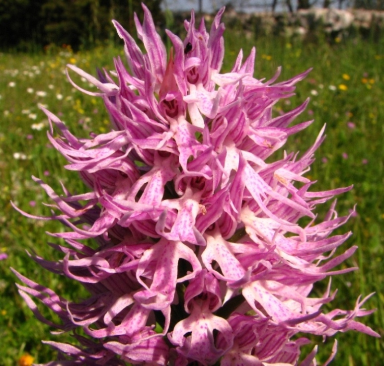 Ophrys e Orchis vicino a  Palazzolo